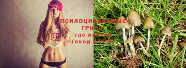 a pvp Аркадак